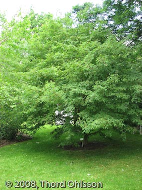 Acer mandshuricum